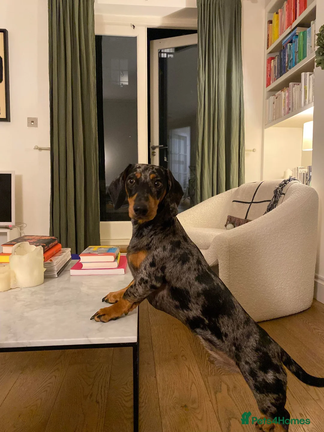 Miniature Dachshund dogs for stud: KC Chocolate dapple boy for stud very gentle. in Skegness - Advert 30