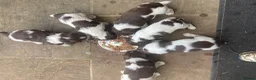 English Springer Spaniel dogs for sale: KC Reg Liver and White English Springer Spaniels - Advert 4