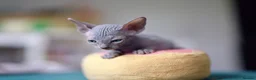 Sphynx cats for sale: Gorgeous silver Sphynx girl - Advert 15