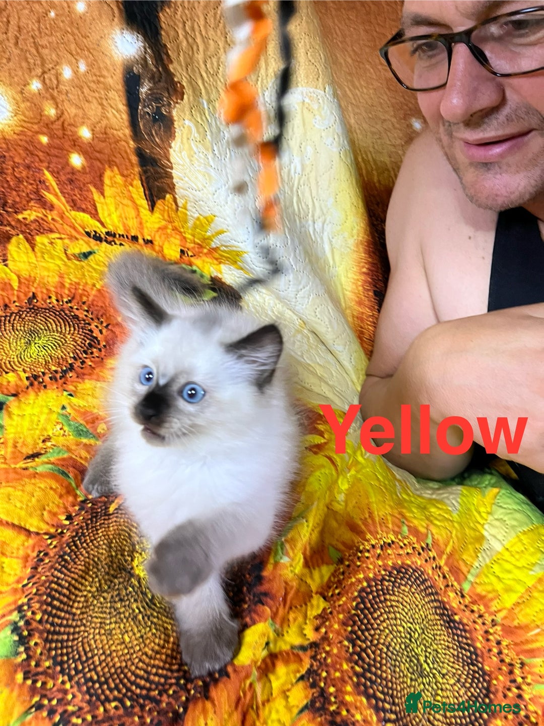 Ragdoll cats for sale: 🐈❤️5 Pure Ragdolls Waiting for Loving Family❗️❤️ - Image 16