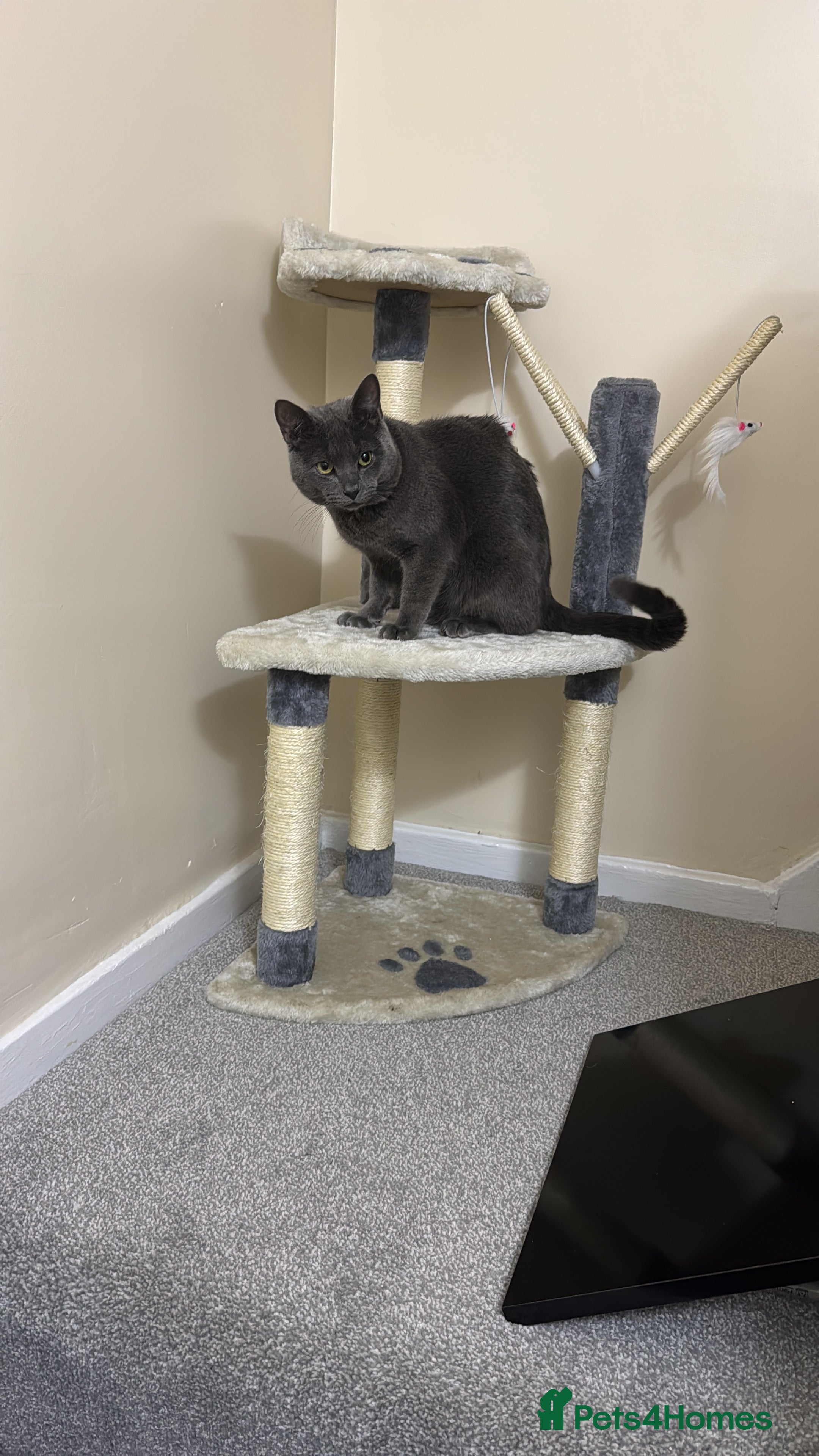 British Shorthair cats Cat for sale - Advert 1