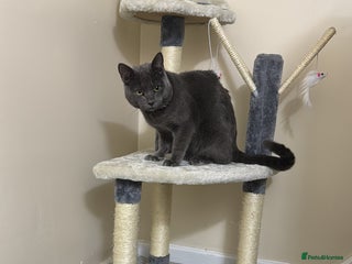 British Shorthair cats Cat for sale - Advert 1