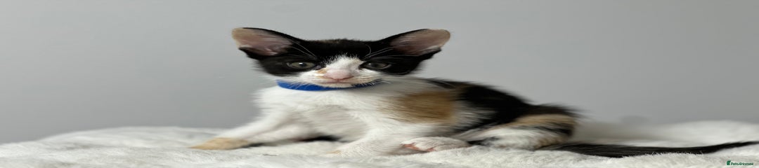 Cornish Rex Kitten 1