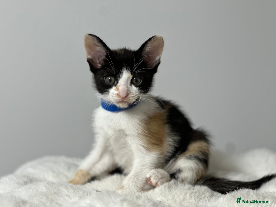 Cornish Rex cats for sale: ✨Last Girl Available – Full of Energy & Love!✨ - Advert 7