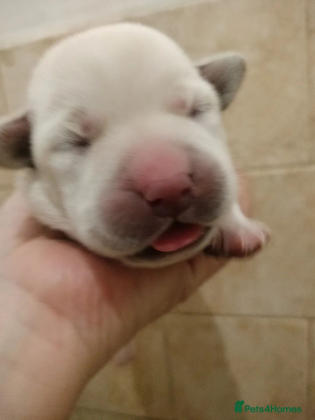 Labrador Retriever dogs for sale:  Exclusive SHOW LABRADOR RETRIEVER WHITE/YELLOW  - Advert 10