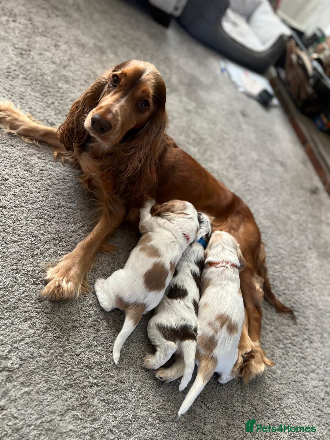 Cocker Spaniel dogs for sale: Cocker Spaniel Puppies - Advert 24