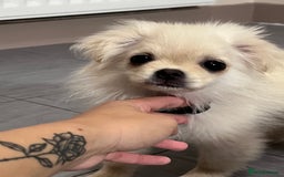 Mixed Breed dogs for sale: GIRL PUPPY LEFT FOR SALE🤍 - Image 3