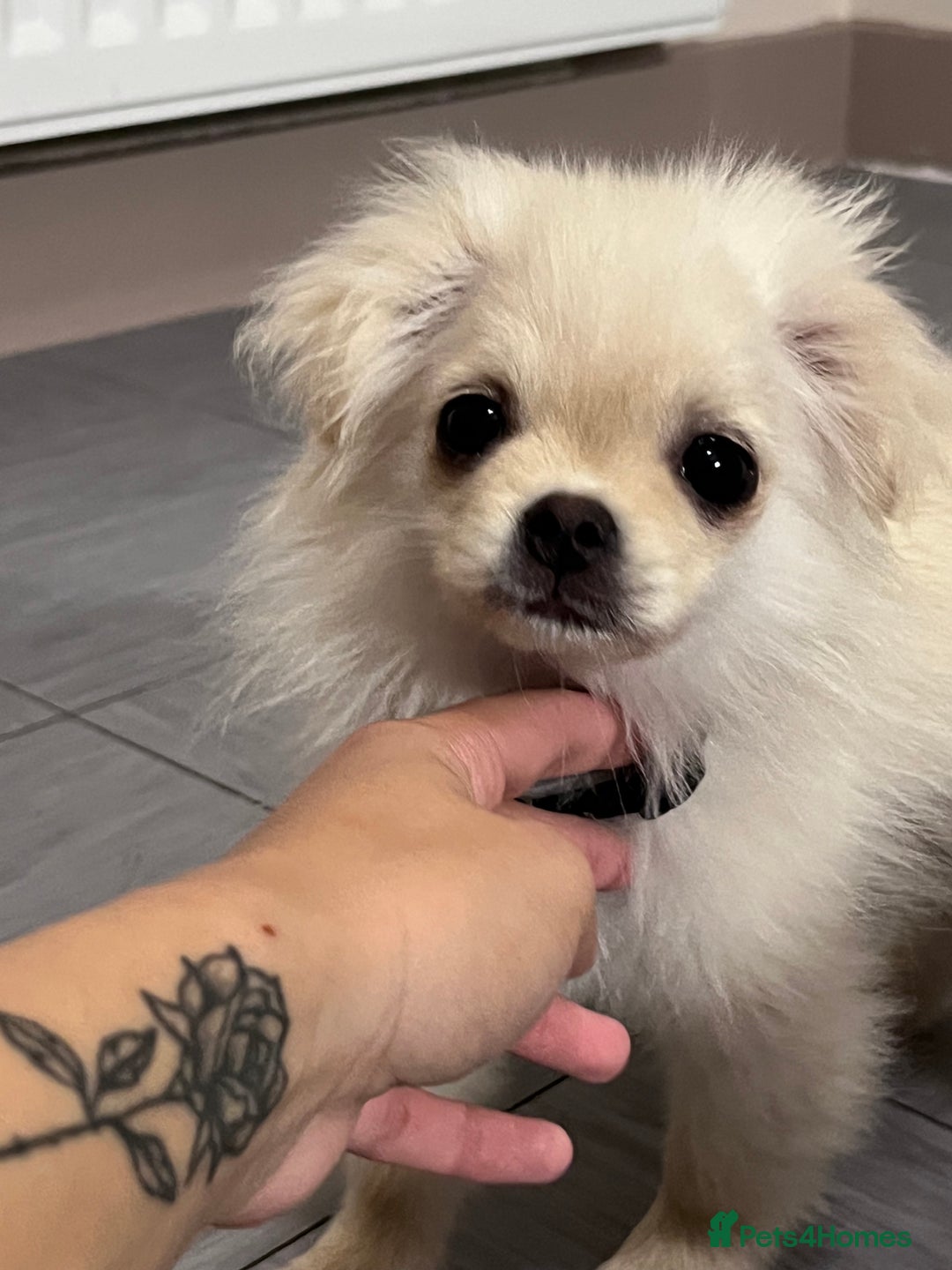 Mixed Breed dogs for sale: GIRL PUPPY LEFT FOR SALE🤍 - Image 3