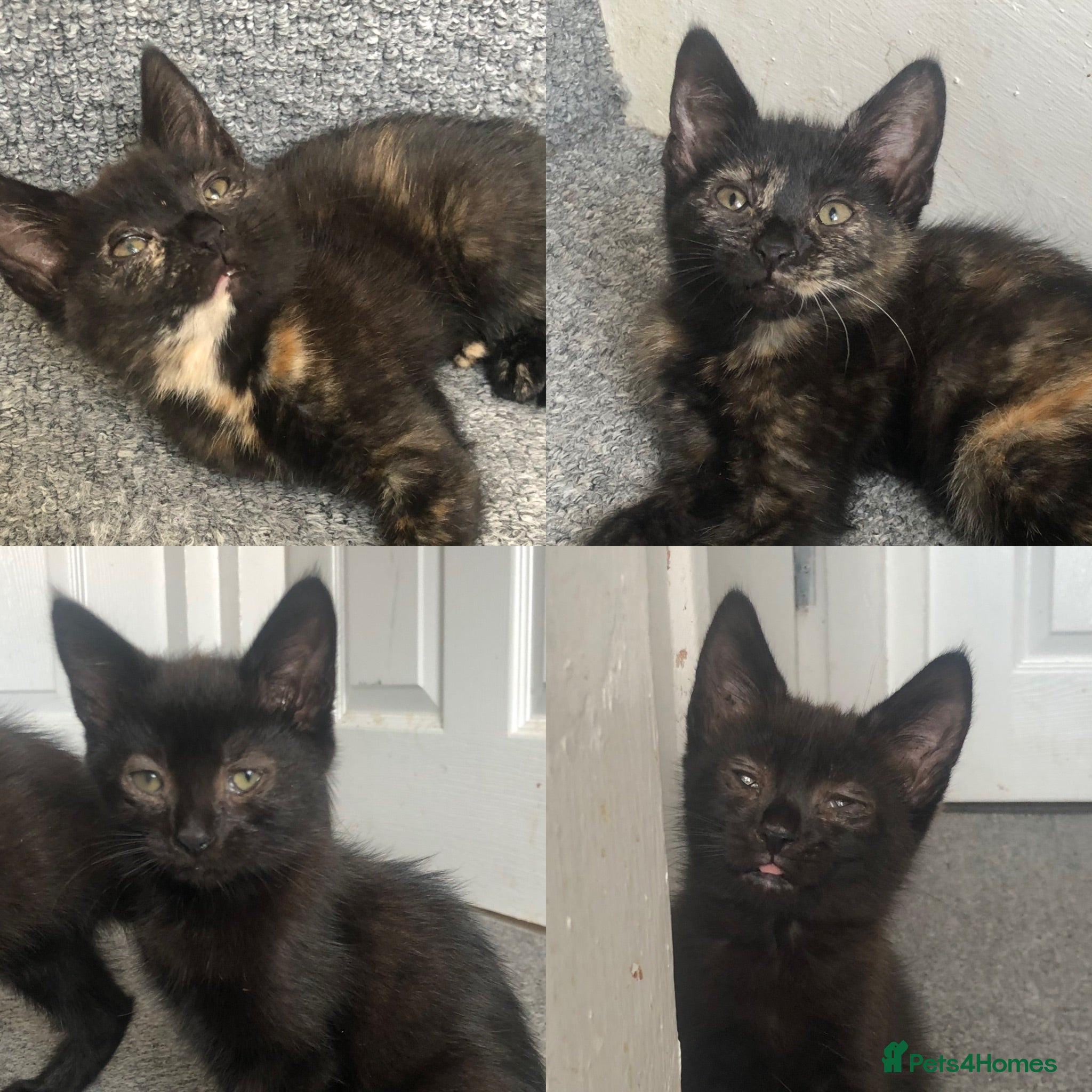 Mixed Breed cats 2 Black Males, 2 Tortoiseshell Females For Sale - Advert 14