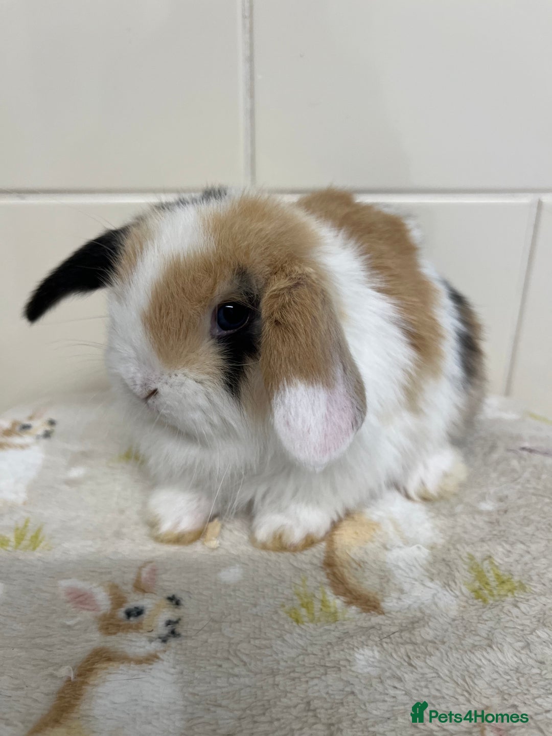 Mini Lop rabbits for sale: Stunning litter of mini lops ready soon  - Advert 15