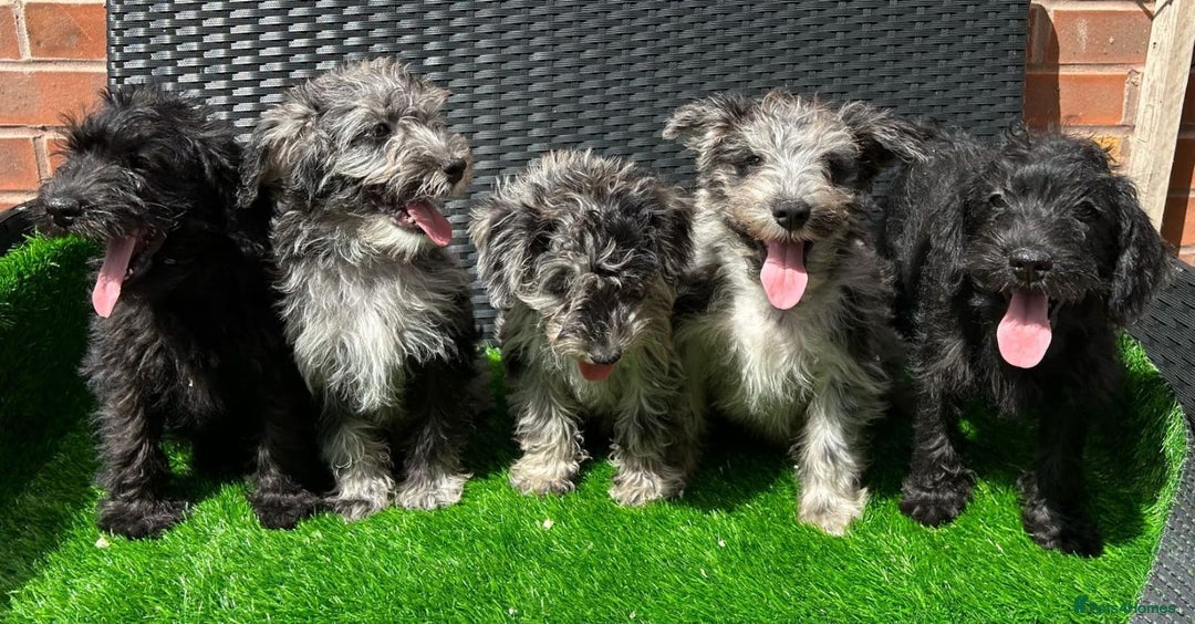 Mixed Breed dogs for sale: READY NOW MERLE SCHNOODLES HEALTH TESTED  in Tipton - Image 3