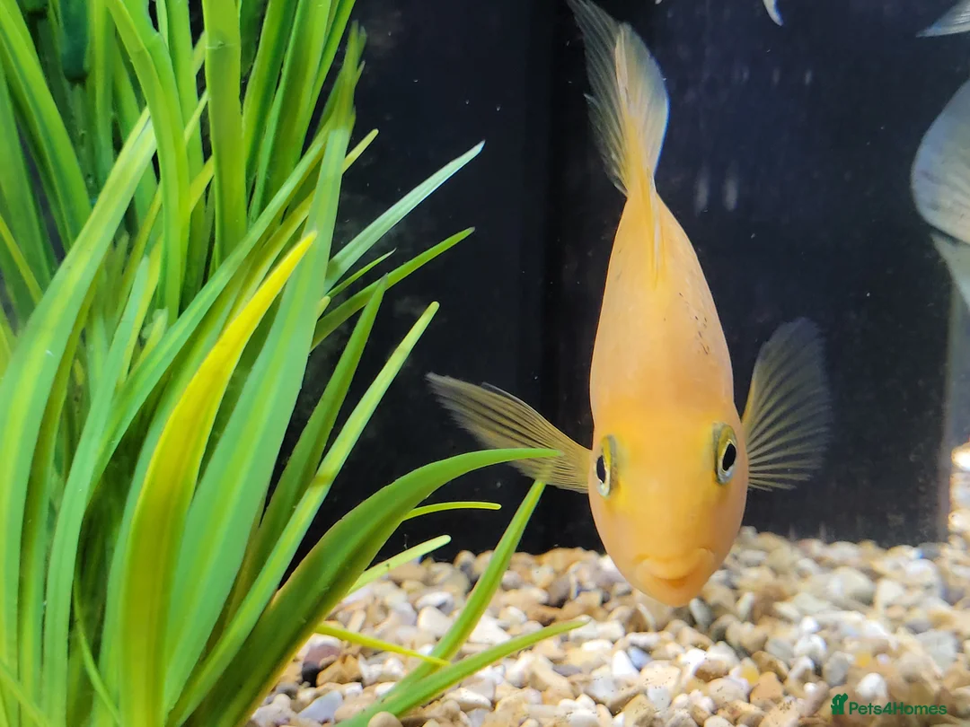Cichlids fish for sale: Parot cichlid fish for sale - Advert 4