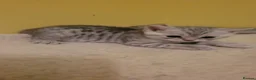 Scottish Fold cats for sale: Scottish fold/straight snow leopards  - Advert 12