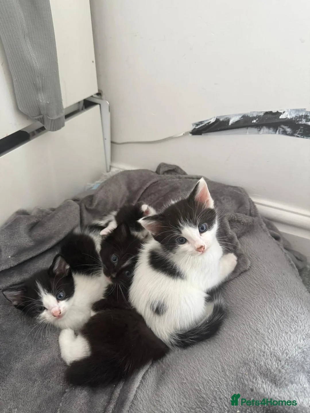 Mixed Breed cats for sale: Gorgeous 1/4 ragdoll kittens - Advert 8