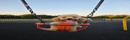 Miniature Poodle dogs for sale: Min Poodle in Leeds - Advert 4
