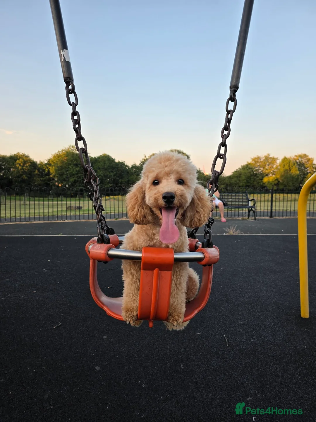 Miniature Poodle dogs for sale: Min Poodle in Leeds - Advert 4