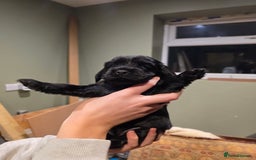 Cockalier dogs for sale: Gorgeous chunky Cockalier pupuchinos - Image 13