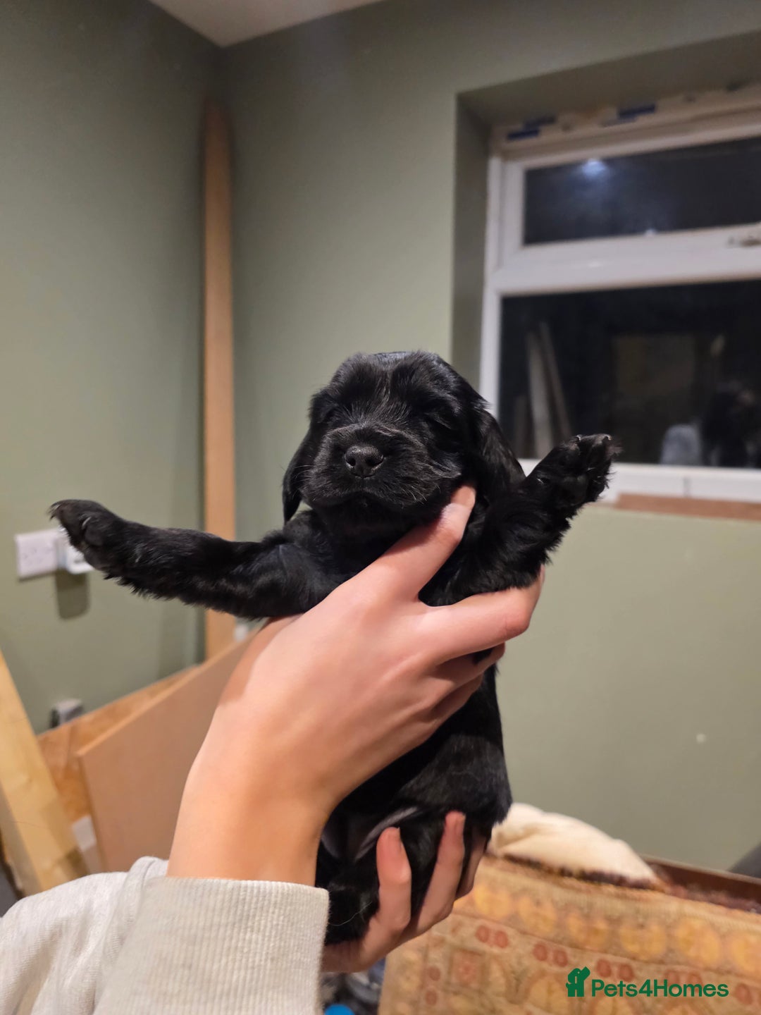 Cockalier dogs for sale: Gorgeous chunky Cockalier pupuchinos - Image 13