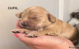 Sprocker dogs for sale: Sprockers - Image 9