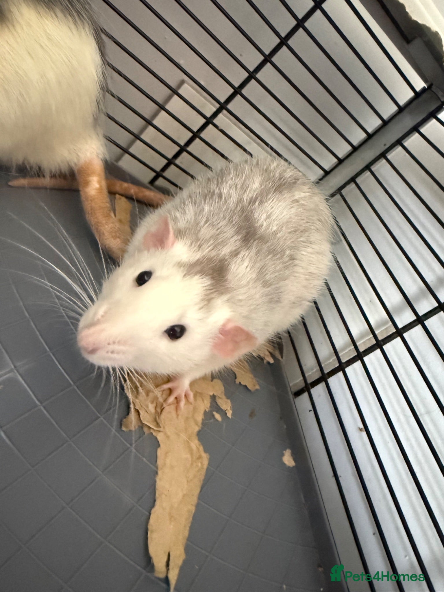 Rat rodents 2 boy rats in need of new home - Advert 4