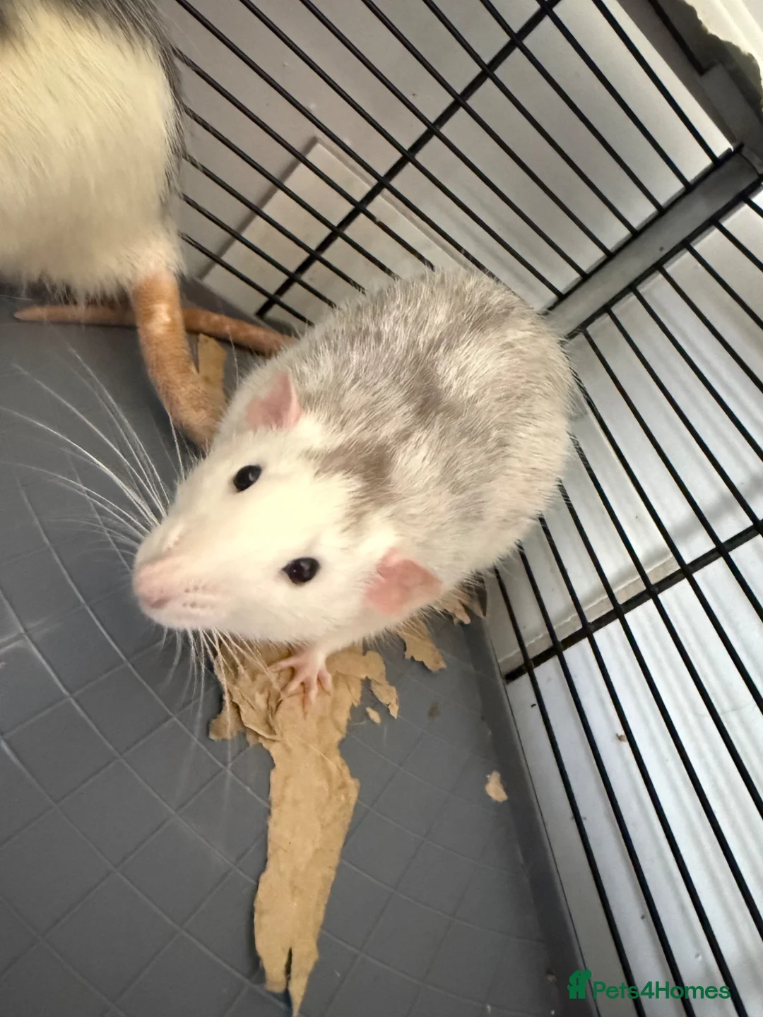 Rat rodents for sale: 2 boy rats in need of new home in Dudley - Advert 1