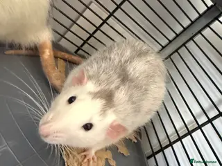 Rat rodents 2 boy rats in need of new home - Advert 15