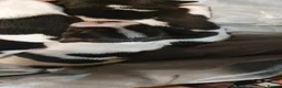 Jack Russell dogs for sale: GORGEOUS TRI-COLOURED JACK RUSSELL PUPPIES - Advert 10
