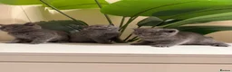 British Shorthair cats for sale: Beautiful British short hair kittens  - Advert 11