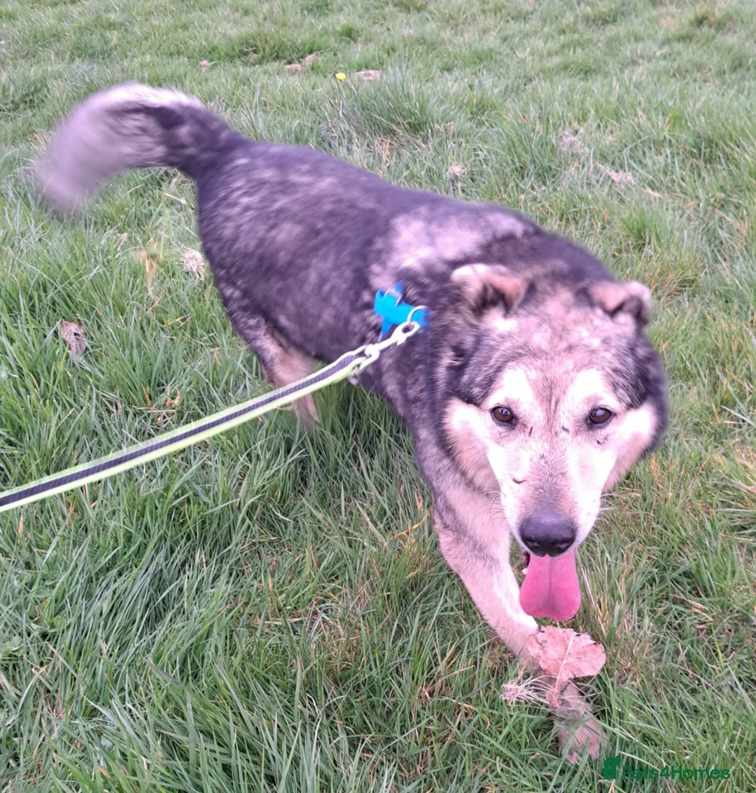 Mixed Breed dogs for adoption: Dapper Chap Henry in Malvern - Advert 1