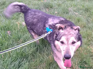 Mixed Breed dogs Dapper Chap Henry - Advert 1