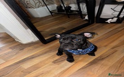 Mixed Breed dogs for sale: French bulldog mixed - Image 2