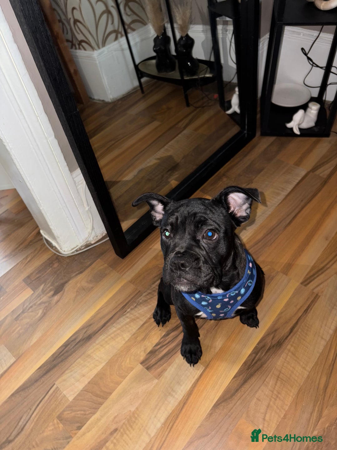 Mixed Breed dogs for sale: French bulldog mixed - Image 2