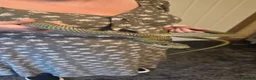 Rat Snake reptiles for sale: Beautiful male Japanese rat snake for sale - Advert 2
