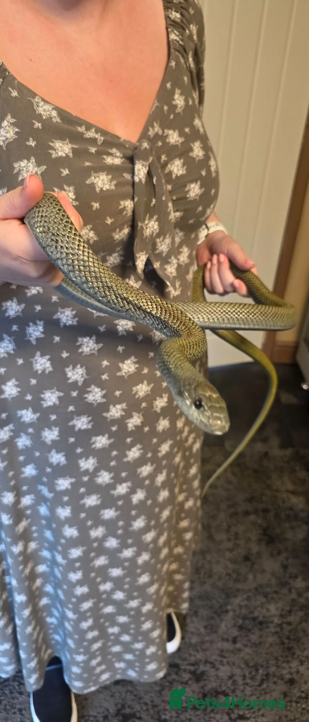 Rat Snake reptiles for sale: Beautiful male Japanese rat snake for sale - Advert 2