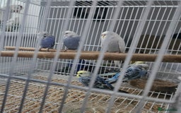 Budgerigars birds for sale: 2025 hatch budgies for sale  - Image 1