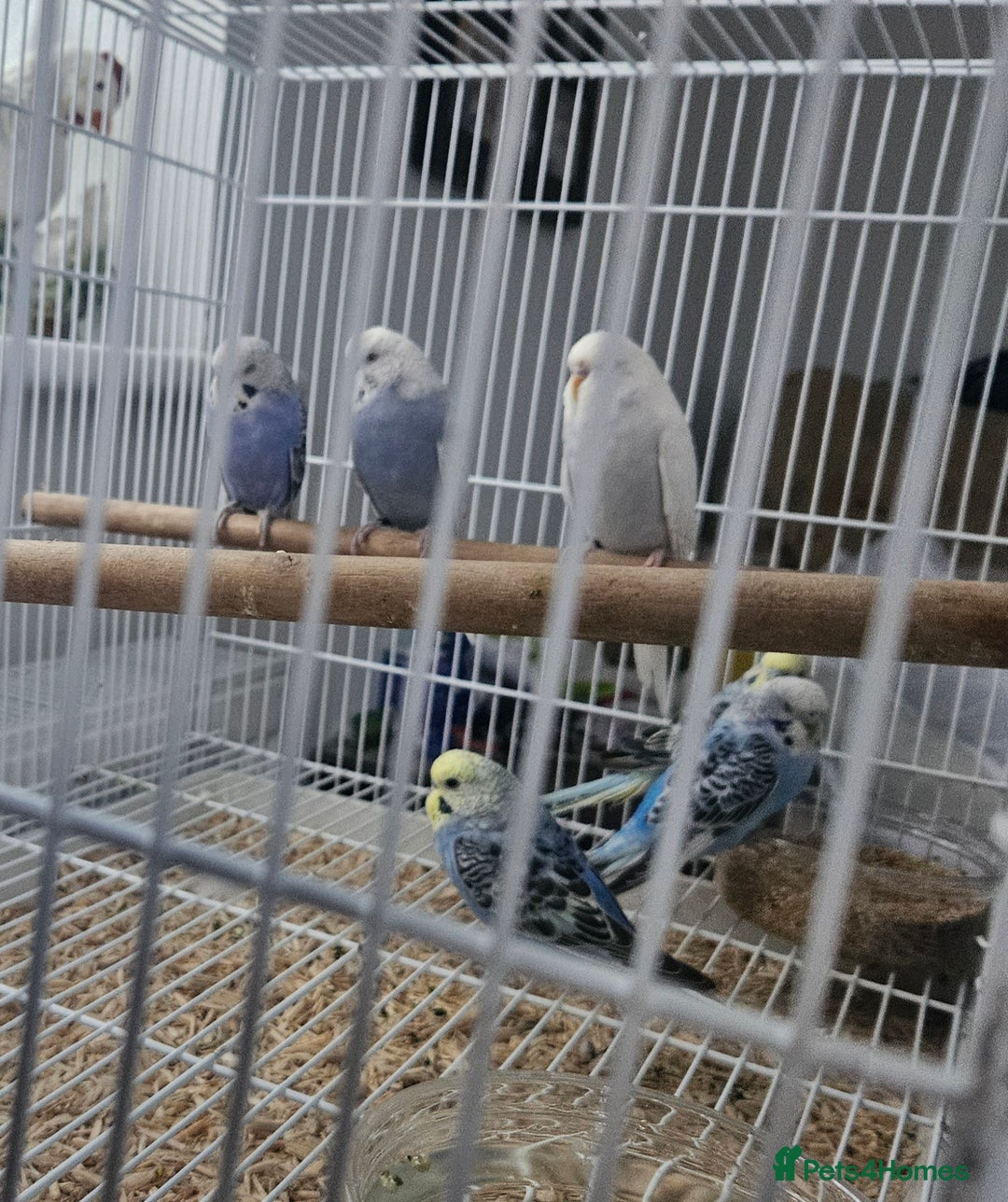 Budgerigars birds for sale: 2025 hatch budgies for sale  - Image 1