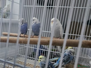 Budgerigars birds - Advert 2