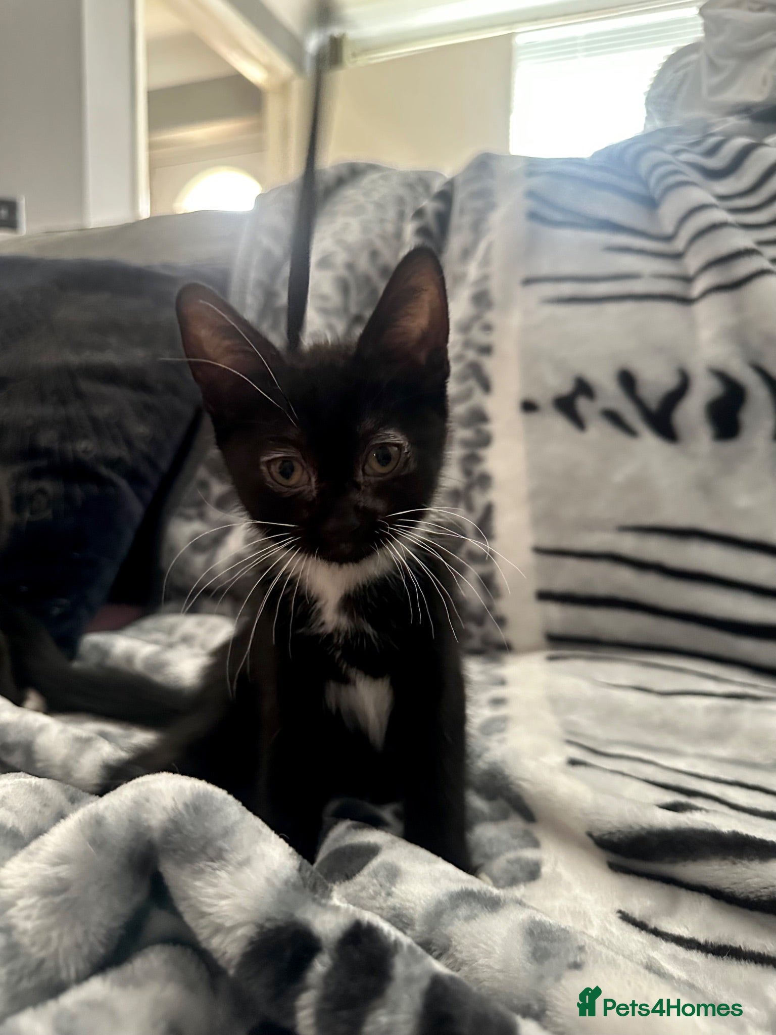 Mixed Breed cats 🚨KITTEN URGENTLY NEEDING HOME🚨 - Advert 3