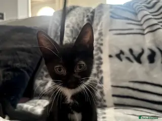 Mixed Breed cats 🚨KITTEN URGENTLY NEEDING HOME🚨 - Advert 3