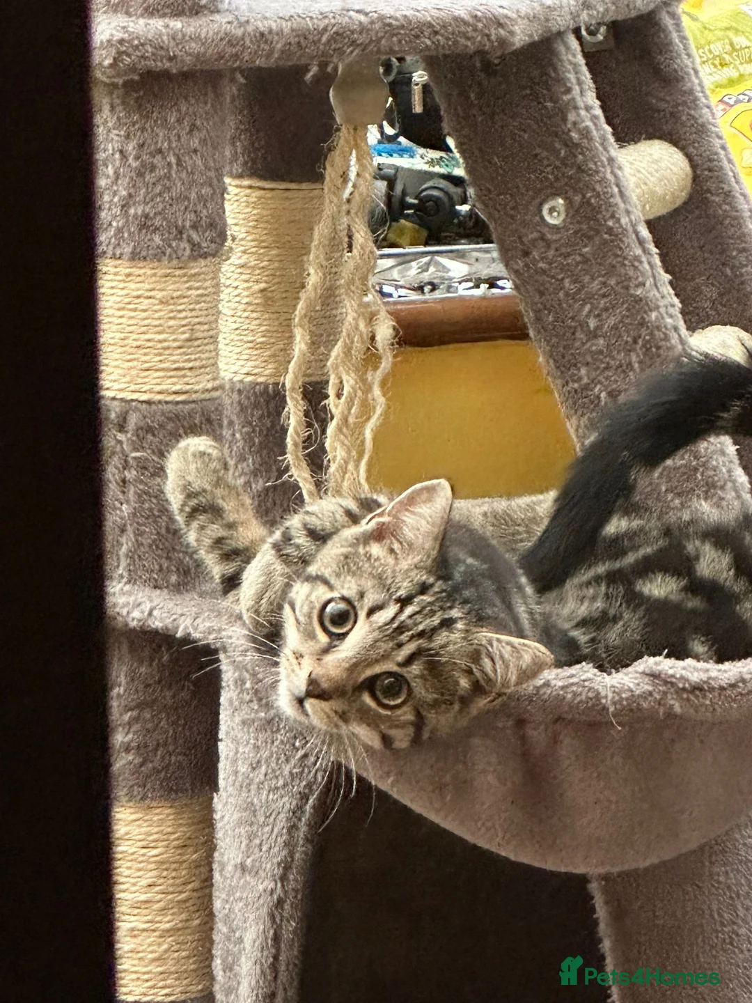 Mixed Breed cats for sale: Taby cat gor FREE  - Advert 4