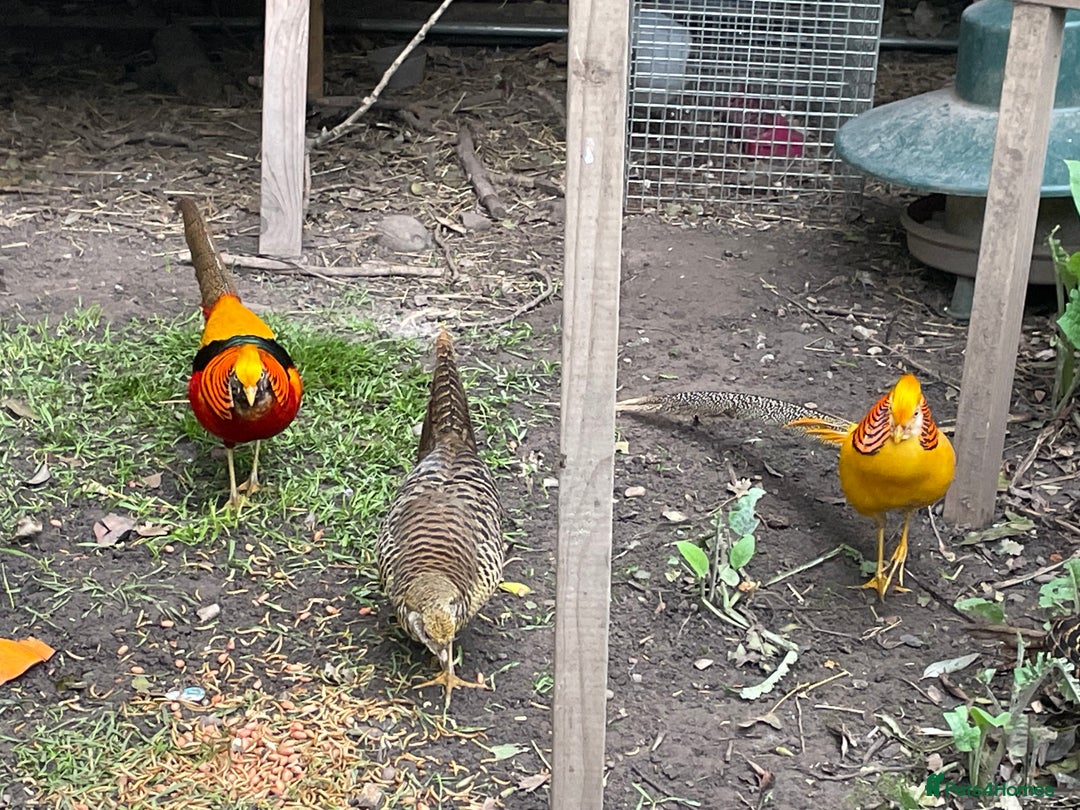 Mixed Breed birds for sale: Golden Pheasant Juveniles – Hatched 31 May 2025 - Image 1