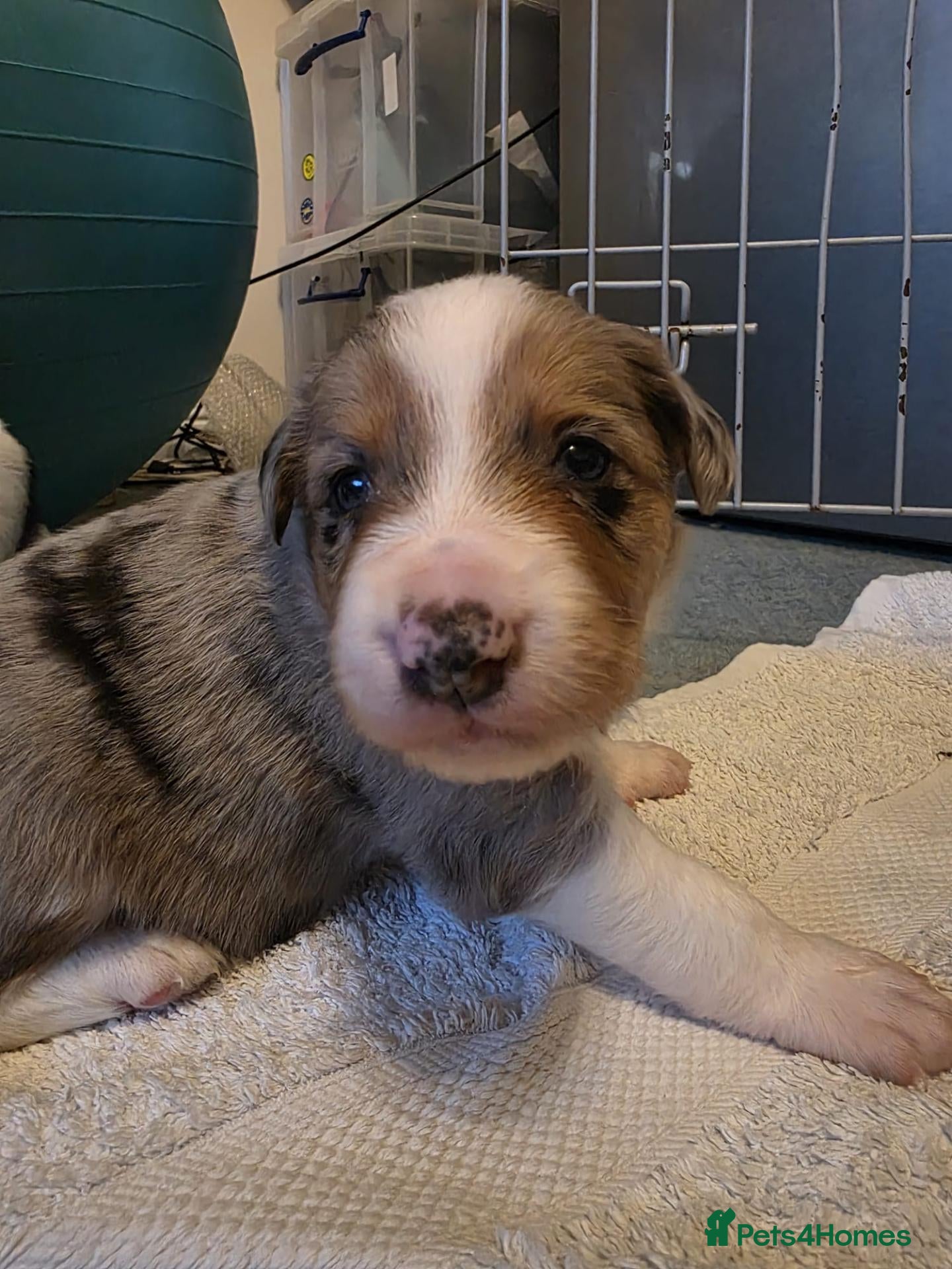 Border Collie dogs for sale: 🐾❤️ Beautiful KC Reg family Collie Puppies  - Advert 2