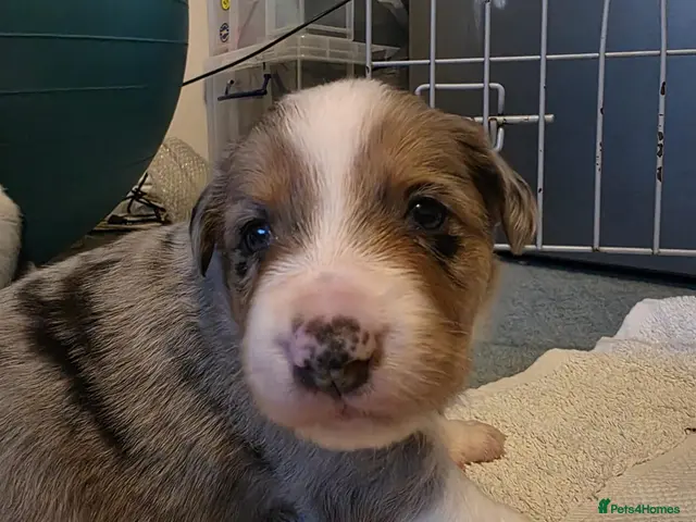 Border Collie dogs for sale: 🐾❤️ Beautiful KC Reg family Collie Puppies - Advert 2