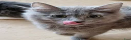 Siberian cats for sale: Beautiful siberian grey kittens - Advert 1
