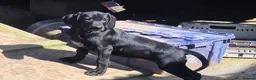 Mixed Breed dogs for sale: Pointador's (Lab x GSP) - Advert 14