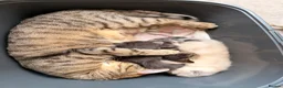 Mixed Breed cats for sale: Beautiful & very social kittens for sale in Northwich - Advert 7