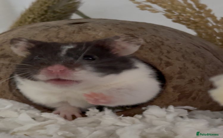 Hamster rodents - Advert 4