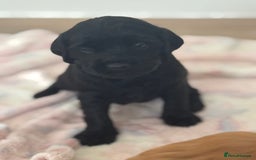 Mixed Breed dogs for sale: ⭐️ beautiful girl looking for her forever home ⭐️ - Image 2