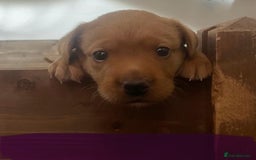 Labrador Retriever dogs for sale: Excellent Labrador puppies for sale - Image 7