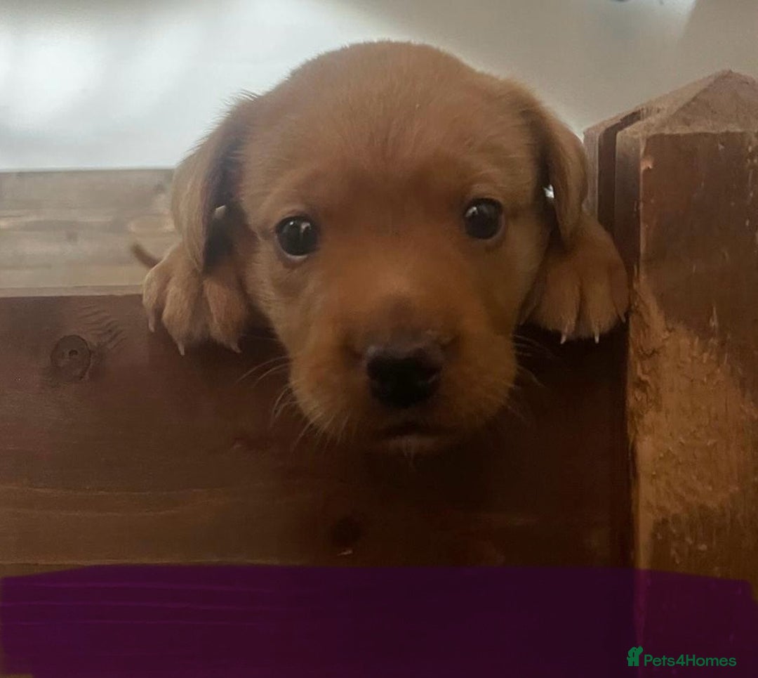 Labrador Retriever dogs for sale: Excellent Labrador puppies for sale - Image 7